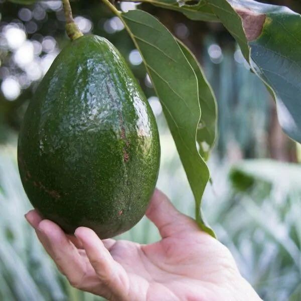 Avocados West Monroe